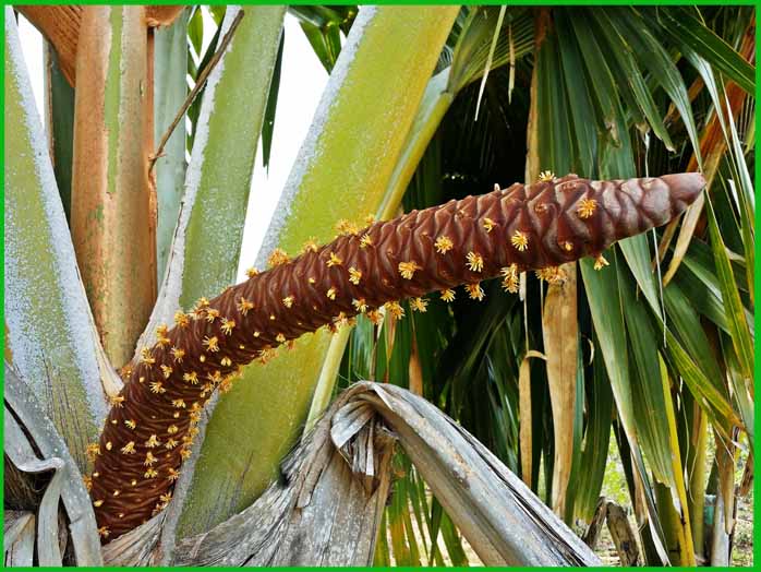 Flora Seychellen, größte Coco de Mer, Heilpflanze & Ursprung